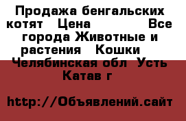 Продажа бенгальских котят › Цена ­ 20 000 - Все города Животные и растения » Кошки   . Челябинская обл.,Усть-Катав г.